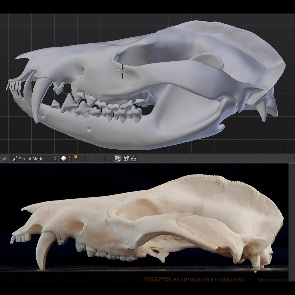 Skull of Virg. Opossum (Didelphis virginiana) preview image 1